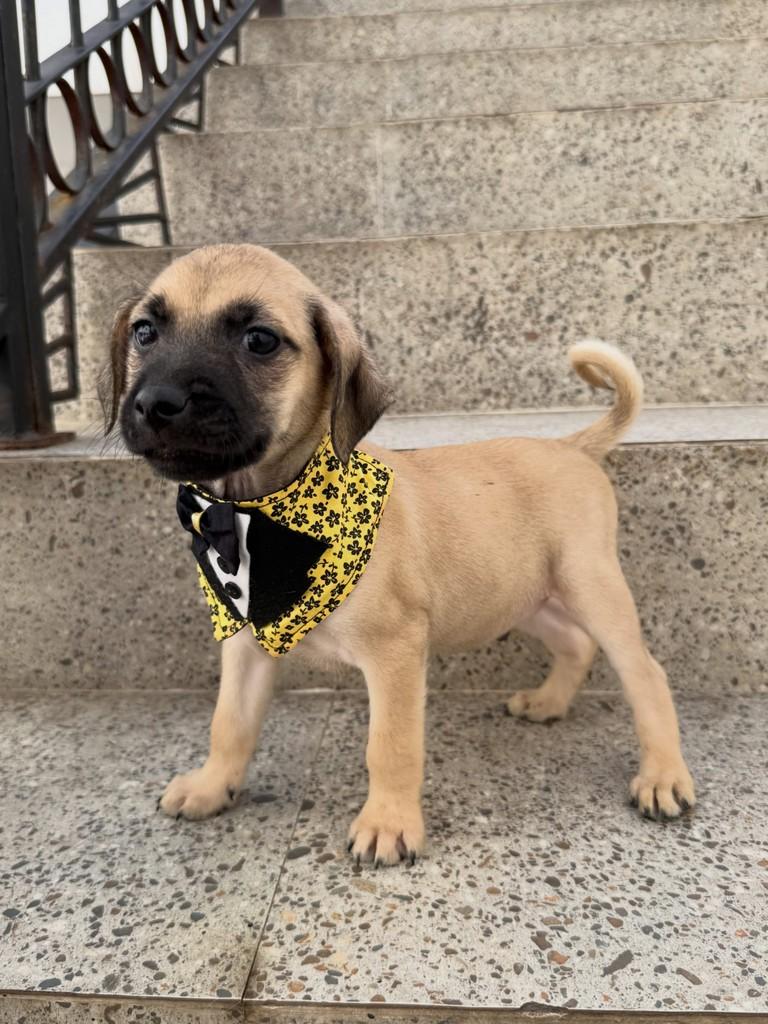 Vlad, cachorro de porte médio para adoção em São Paulo - SP