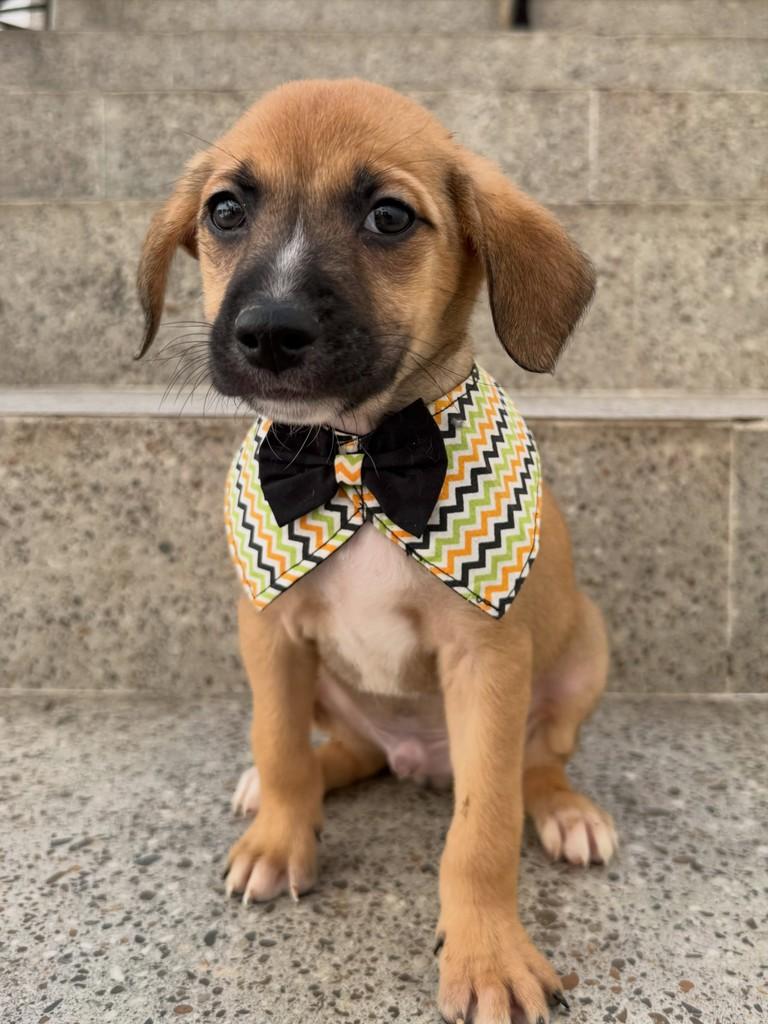 Cauê, cachorro de porte pequeno para adoção em São Paulo - SP