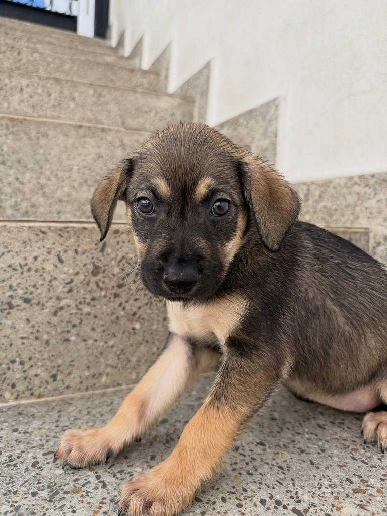 Melis, cadela de porte pequeno para adoção em São Paulo - SP