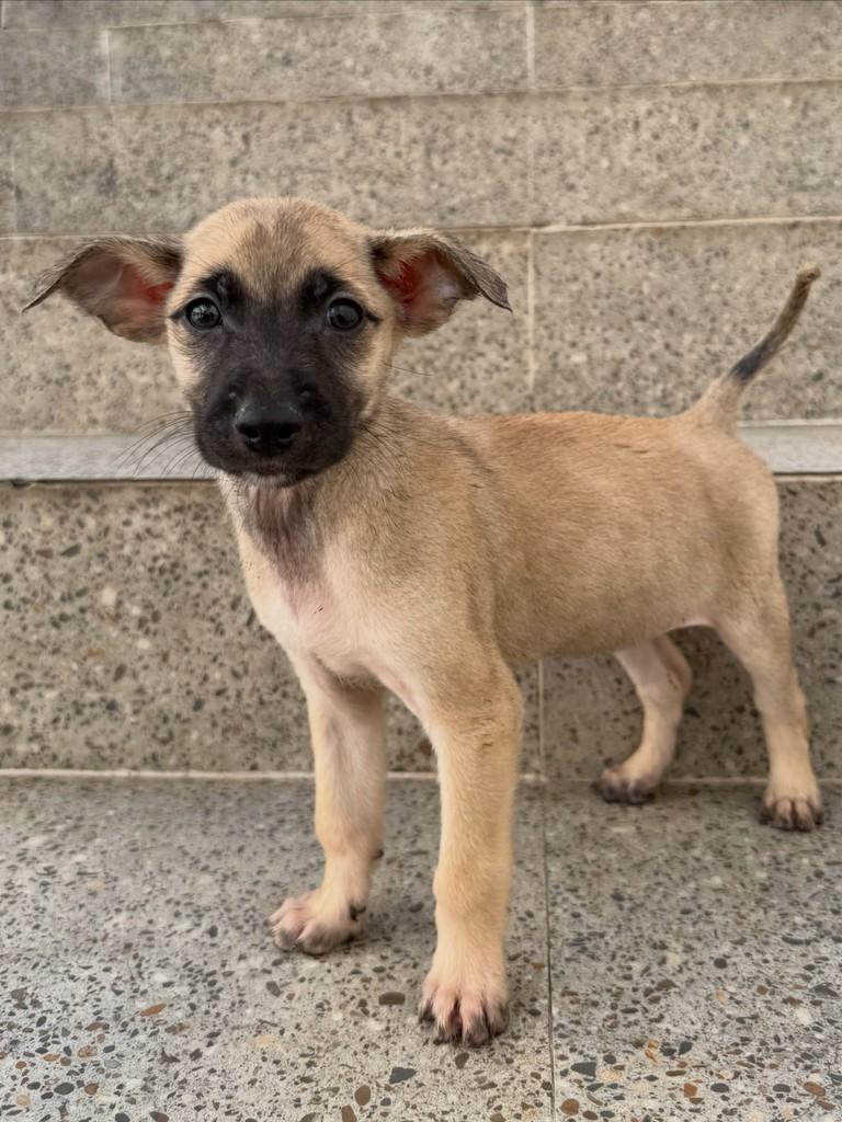 Malu, cachorro de porte pequeno para adoção em São Paulo - SP