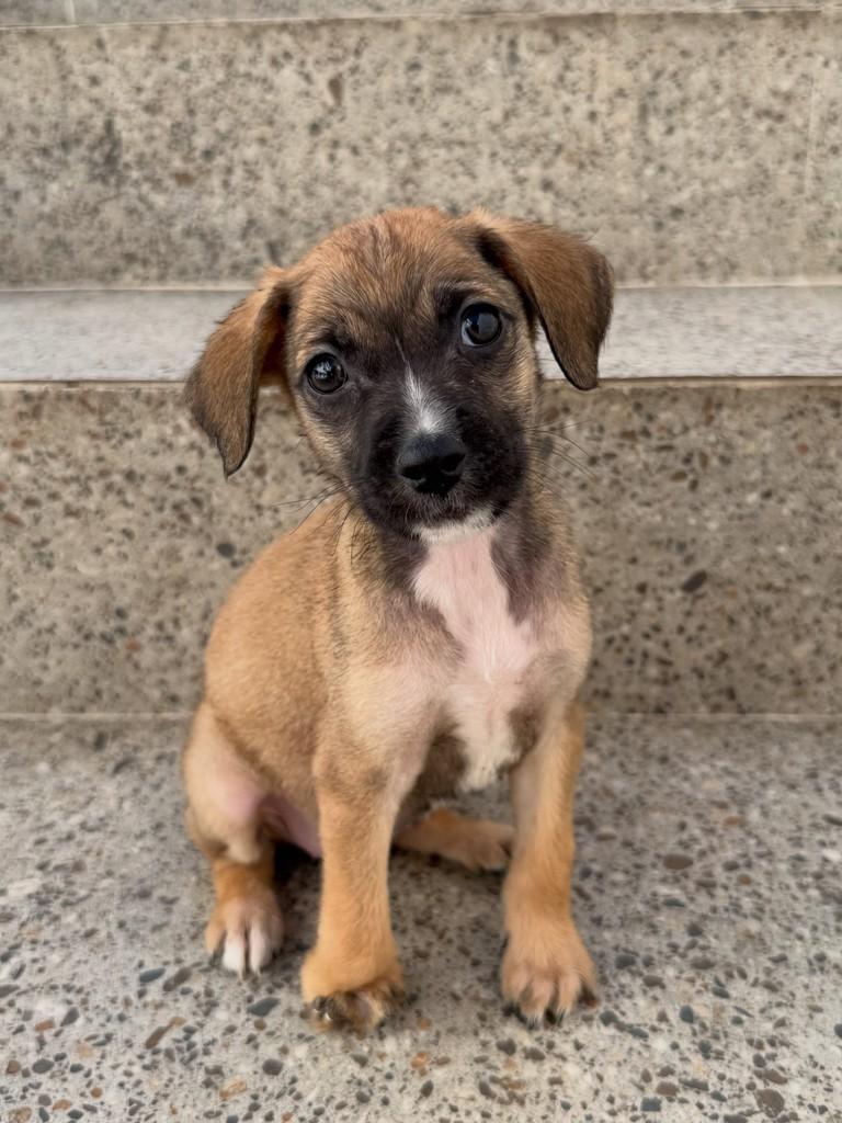 Martinha, cadela de porte pequeno para adoção em São Paulo - SP
