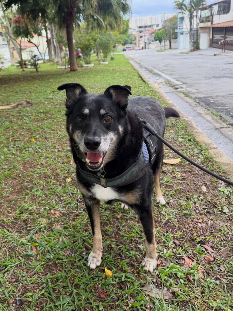 Kalebe, cachorro de porte médio para adoção em São Paulo - SP