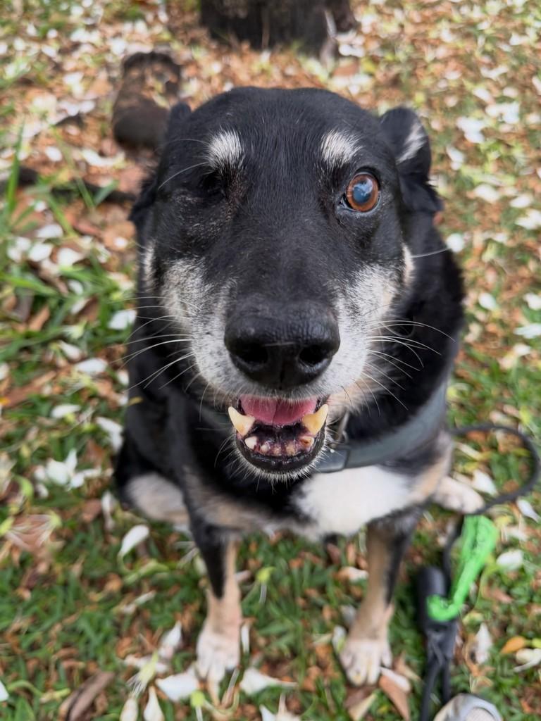 Kalebe, cachorro de porte médio para adoção em São Paulo - SP — foto 2 de 20
