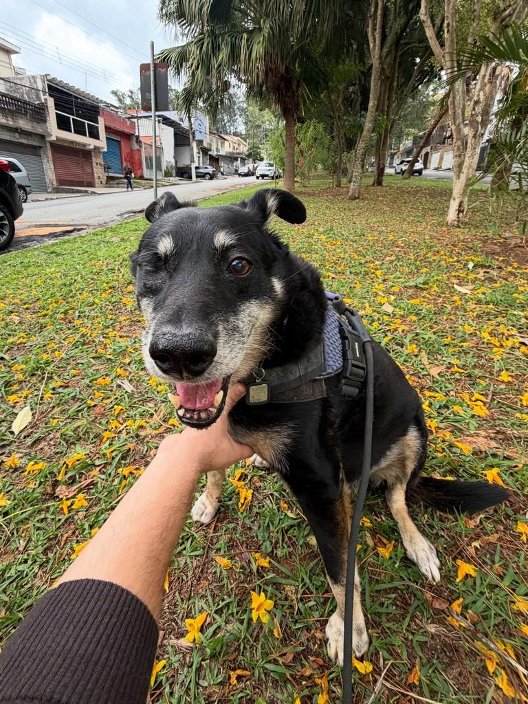 Kalebe, cachorro de porte médio para adoção em São Paulo - SP — foto 3 de 20