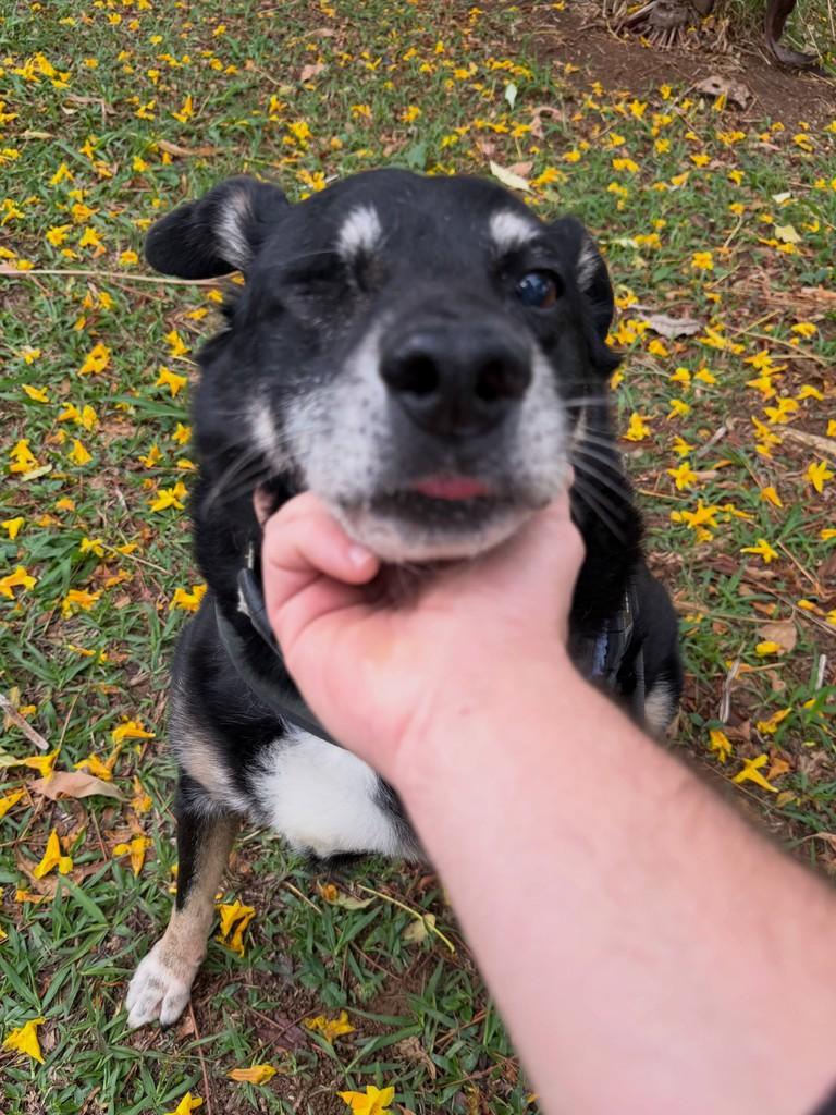 Kalebe, cachorro de porte médio para adoção em São Paulo - SP — foto 4 de 20