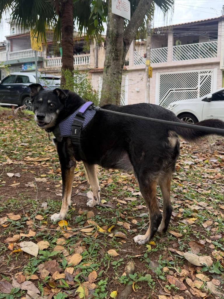 Kalebe, cachorro de porte médio para adoção em São Paulo - SP — foto 5 de 20
