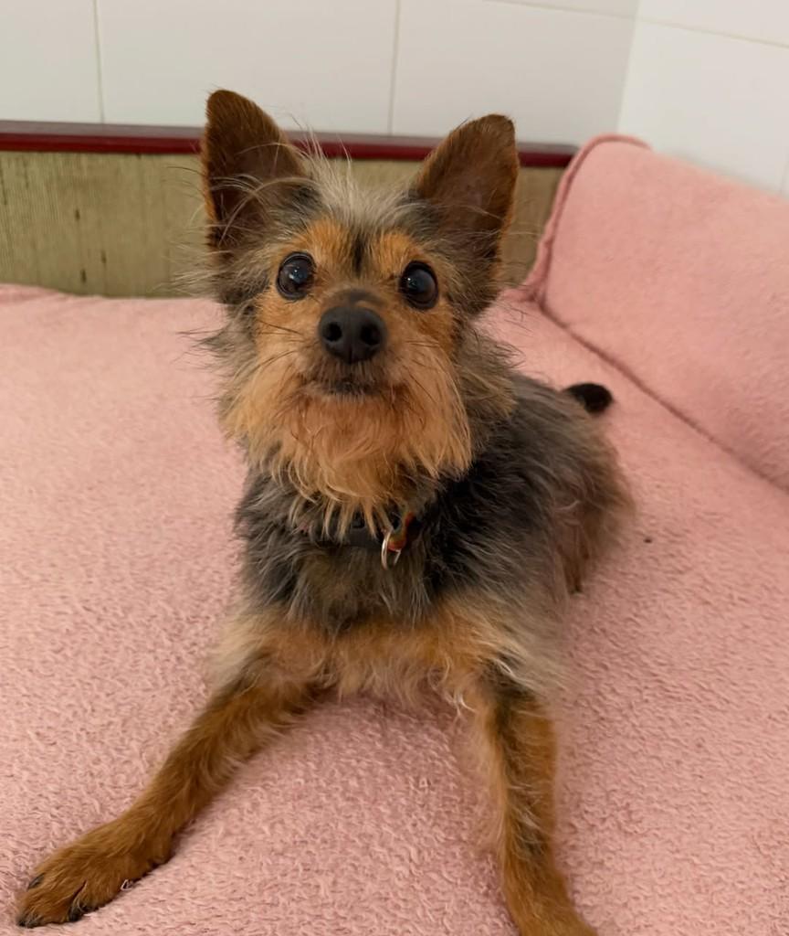 Alfredo, cachorro de porte pequeno para adoção em São Paulo - SP