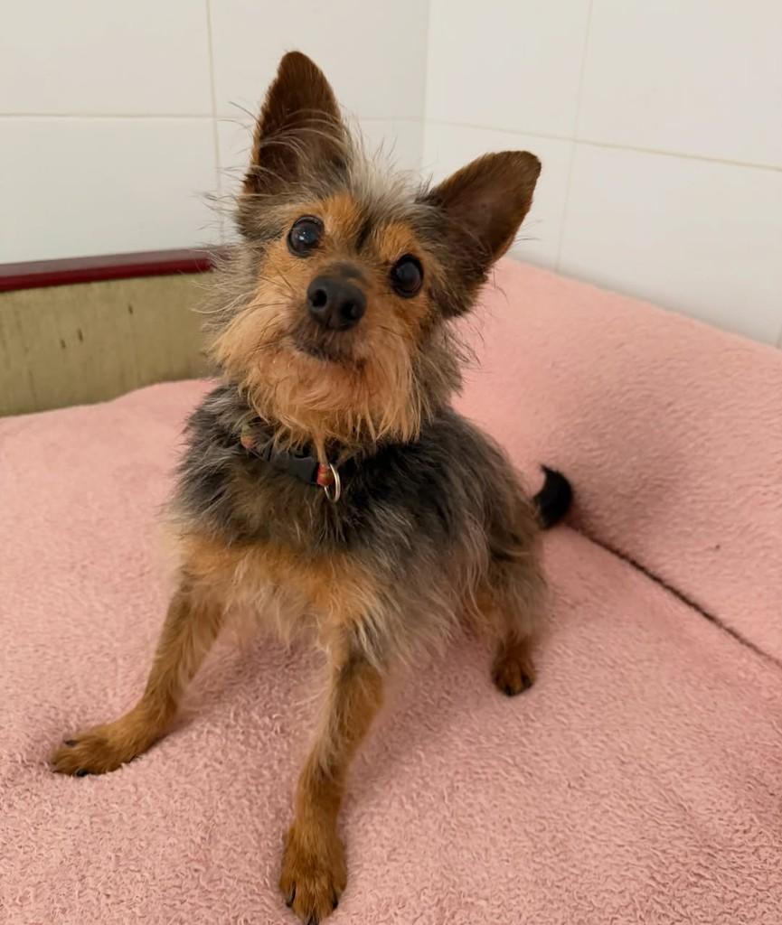 Alfredo, cachorro de porte pequeno para adoção em São Paulo - SP — foto 2 de 17