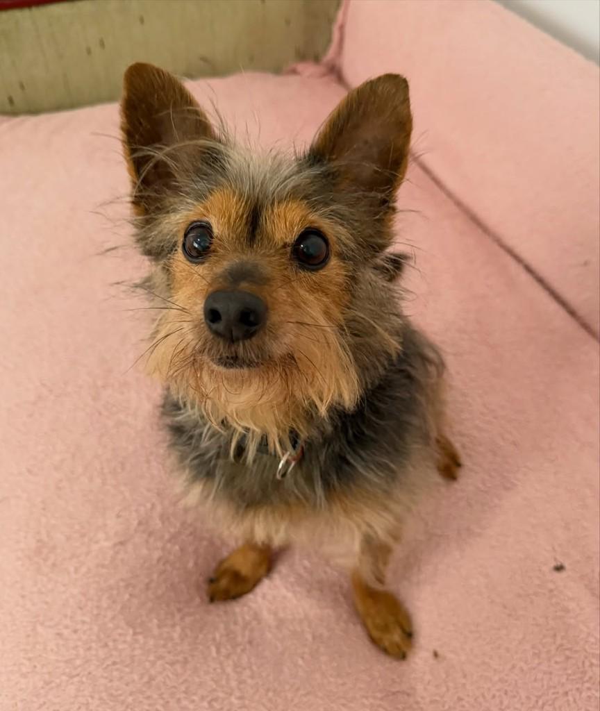 Alfredo, cachorro de porte pequeno para adoção em São Paulo - SP — foto 3 de 17