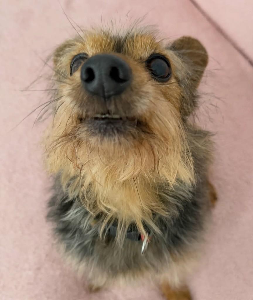 Alfredo, cachorro de porte pequeno para adoção em São Paulo - SP — foto 4 de 17