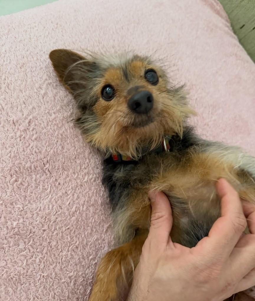 Alfredo, cachorro de porte pequeno para adoção em São Paulo - SP — foto 5 de 17