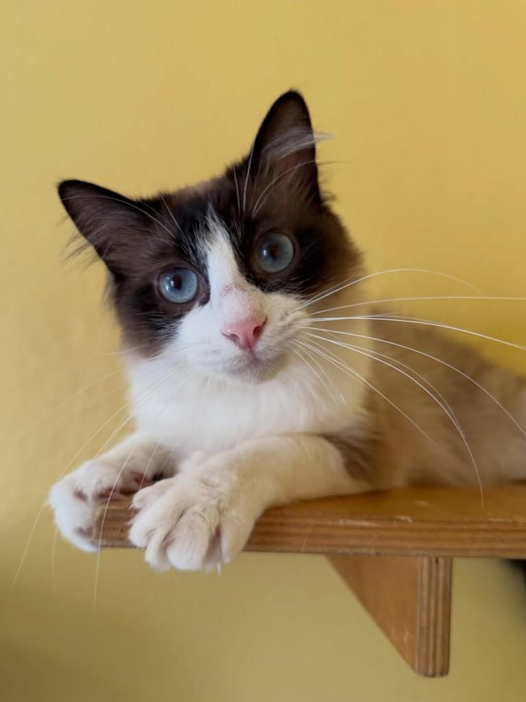 Piolho, gato de porte pequeno para adoção em São Paulo - SP