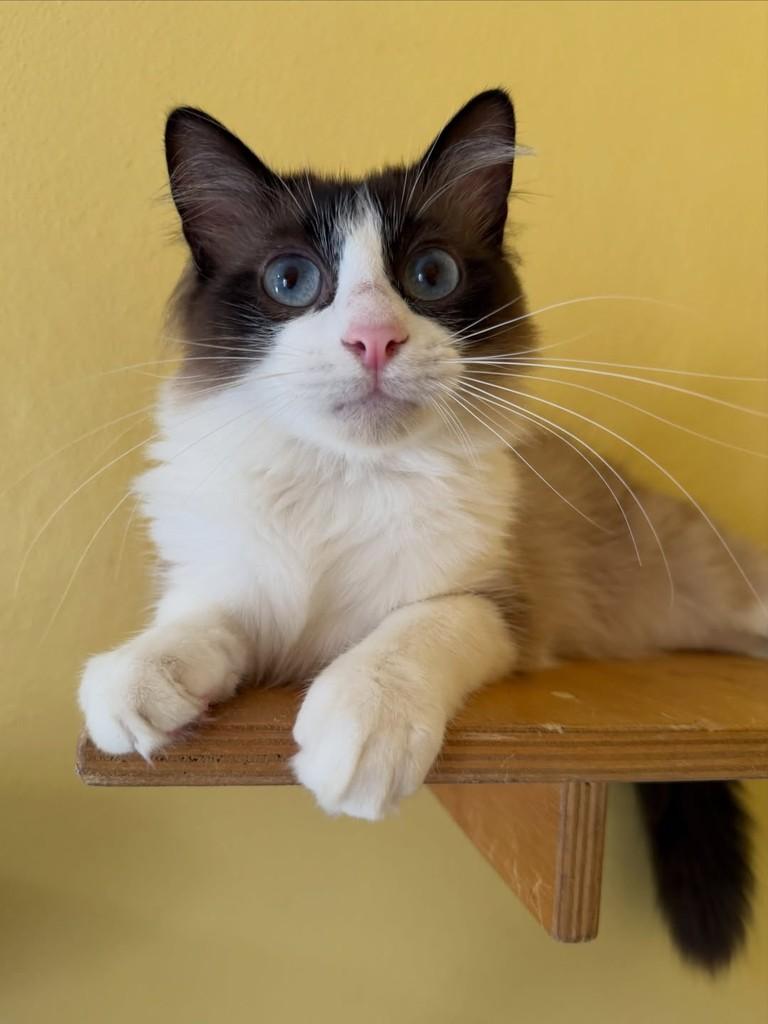 Piolho, gato de porte pequeno para adoção em São Paulo - SP — foto 2 de 17