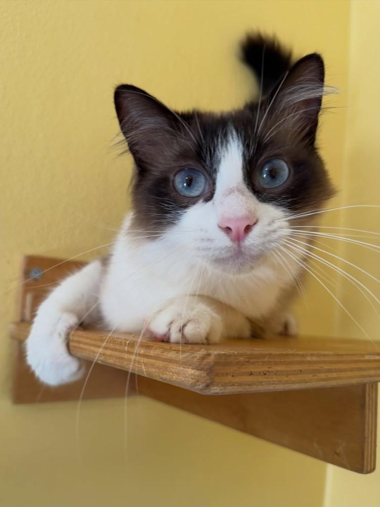 Piolho, gato de porte pequeno para adoção em São Paulo - SP — foto 3 de 17