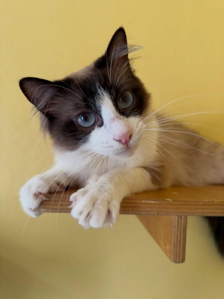 Piolho, gato de porte pequeno para adoção em São Paulo - SP — foto 4 de 17