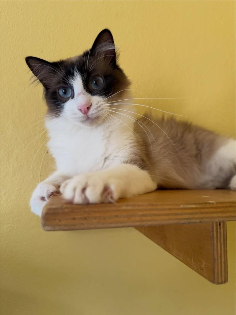 Piolho, gato de porte pequeno para adoção em São Paulo - SP — foto 5 de 17