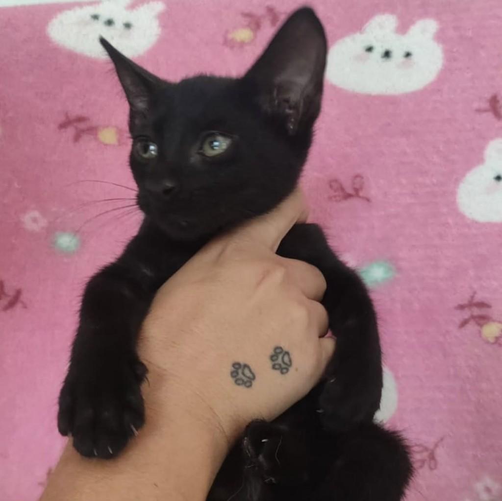 Lindinha, gata de porte pequeno para adoção em Uberlândia - MG