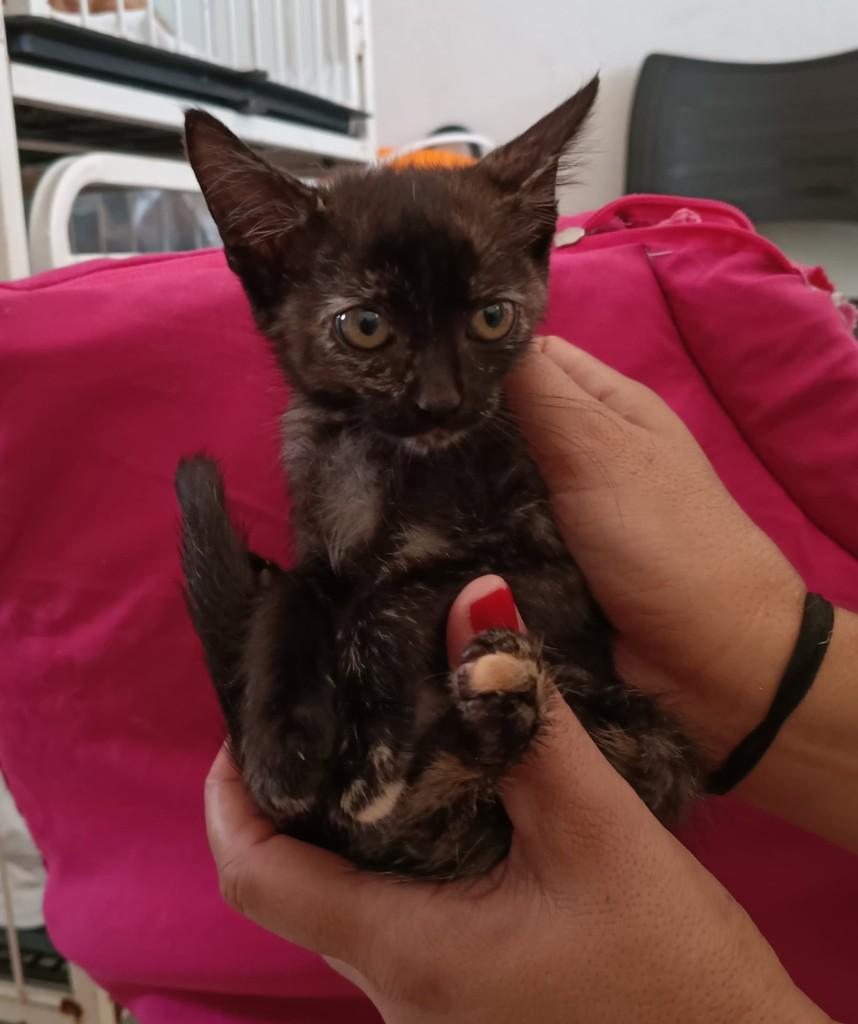 Bebezinha, gata de porte pequeno para adoção em Uberlândia - MG