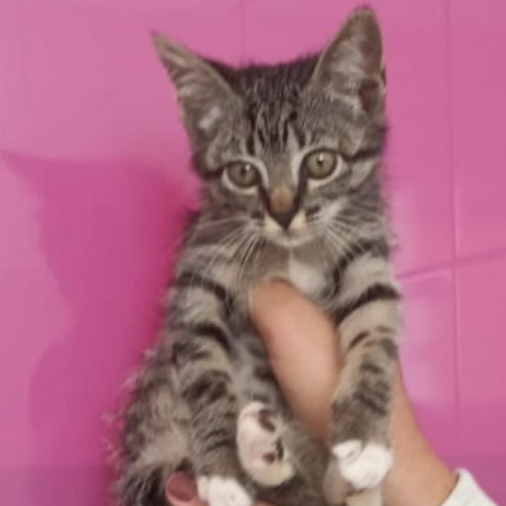 Mocinha, gata para adoção em Uberlândia - MG