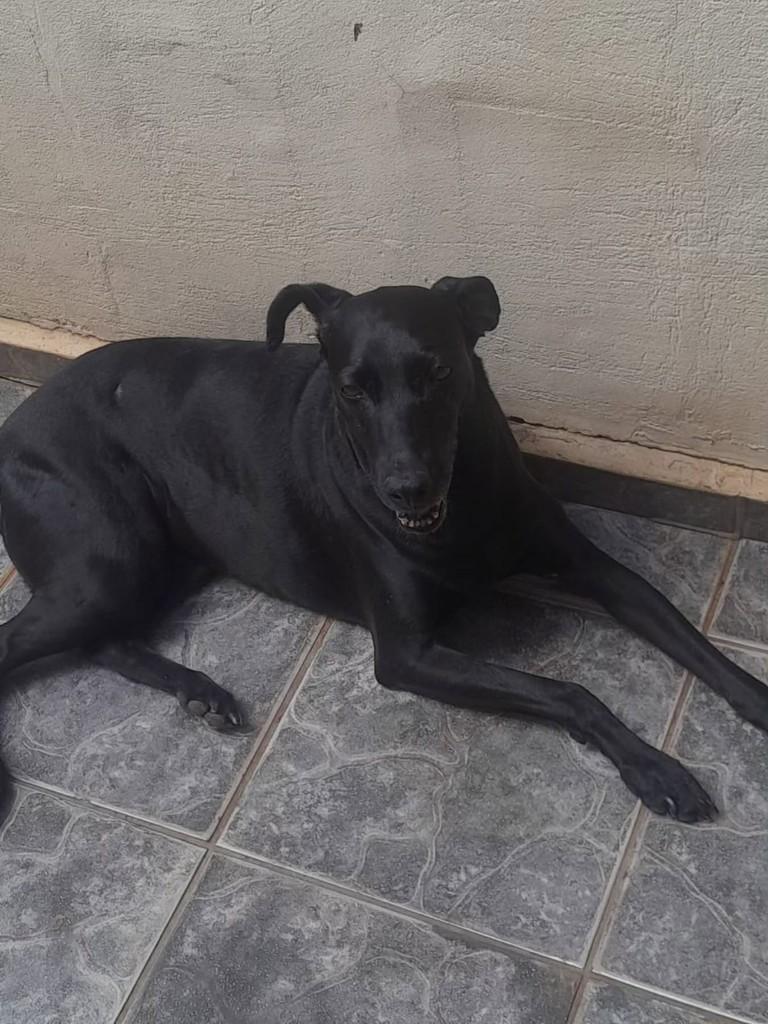 Pretinha, cachorro de porte médio para adoção em Uberlândia - MG