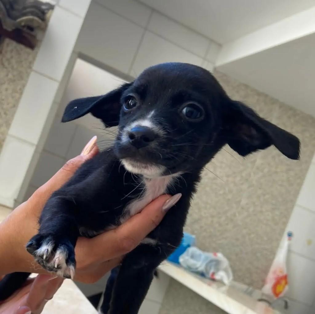 Príncipe, cachorro de porte pequeno para adoção em Uberlândia - MG