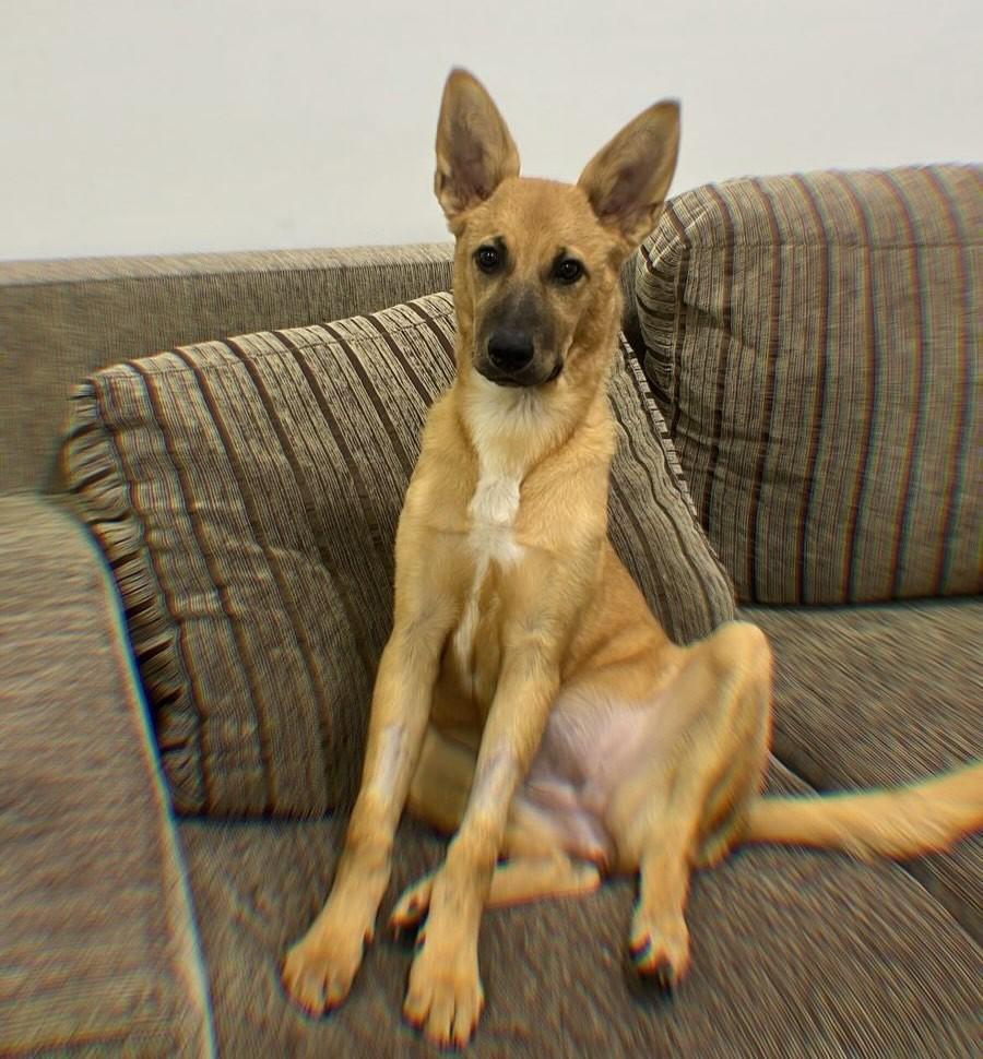 Pandora, cachorro de porte pequeno para adoção em Balneário Rincão - SC