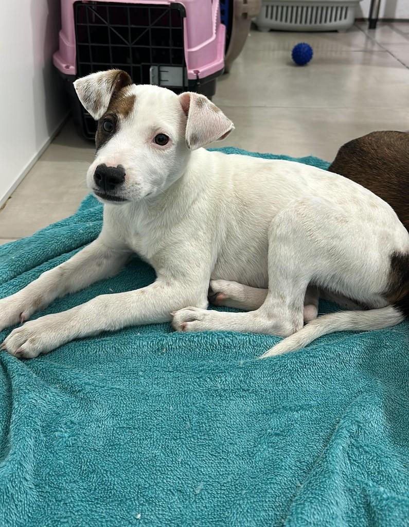Dalila, cadela de porte médio para adoção em Balneário Rincão - SC