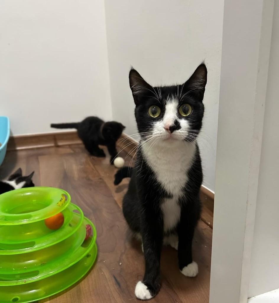 Luna, gata de porte médio para adoção em Rio de Janeiro - RJ