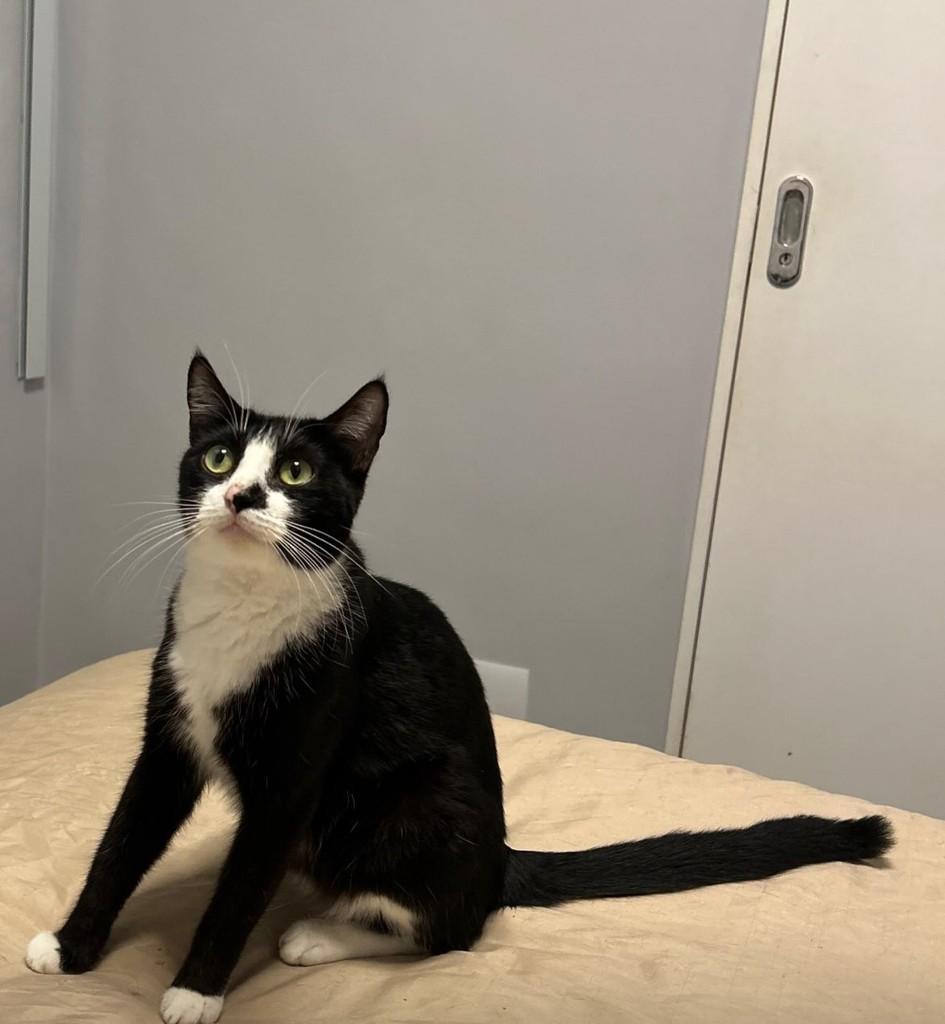 Luna, gata de porte médio para adoção em Rio de Janeiro - RJ — foto 2 de 2