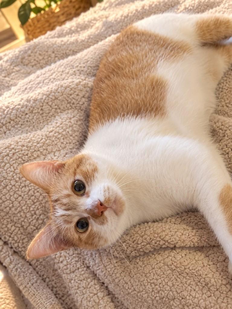 Lia, gata de porte pequeno para adoção no Rio de Janeiro - RJ — foto 4 de 4