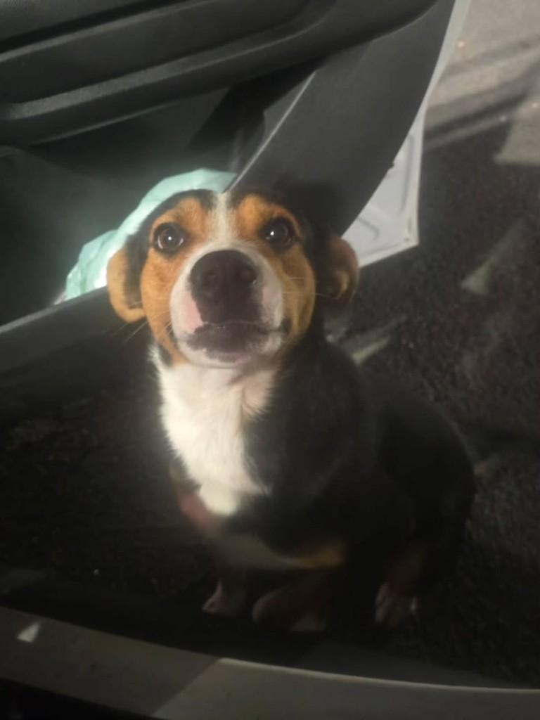 Cachorrinha, cadela de porte pequeno para adoção em Castro - PR