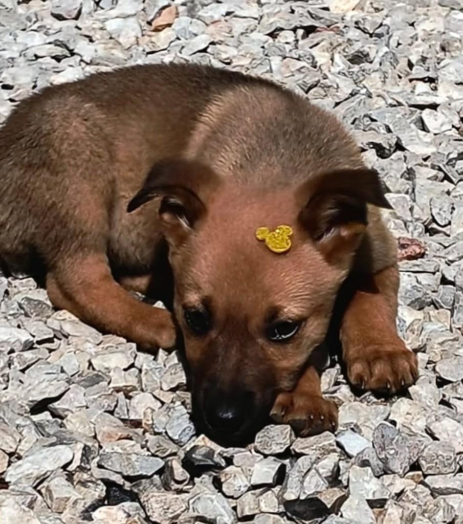 Princesa, cadela de porte médio para adoção em Castro - PR — foto 2 de 2