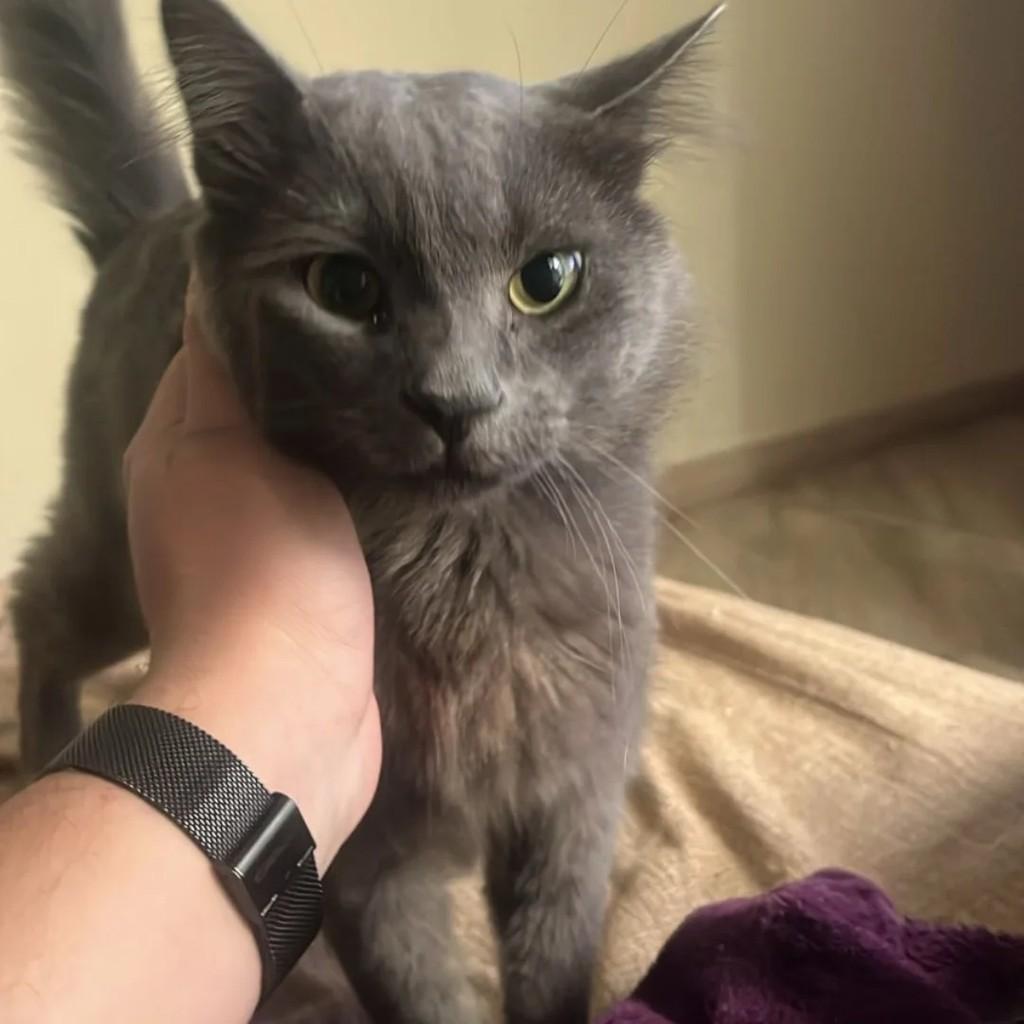 Príncipe Lourenço, gato de porte médio para adoção em Santo André - SP