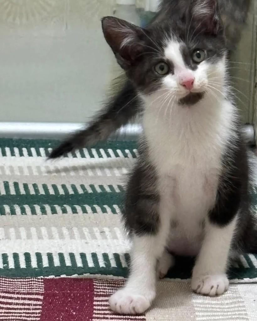 Micael, gato de porte pequeno para adoção em Santo André - SP