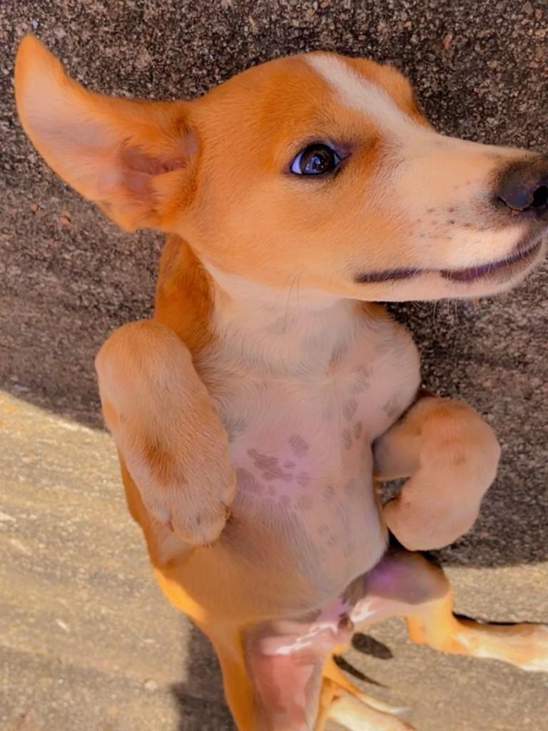 Bebezinho, cachorro de porte grande para adoção em Catalão - GO