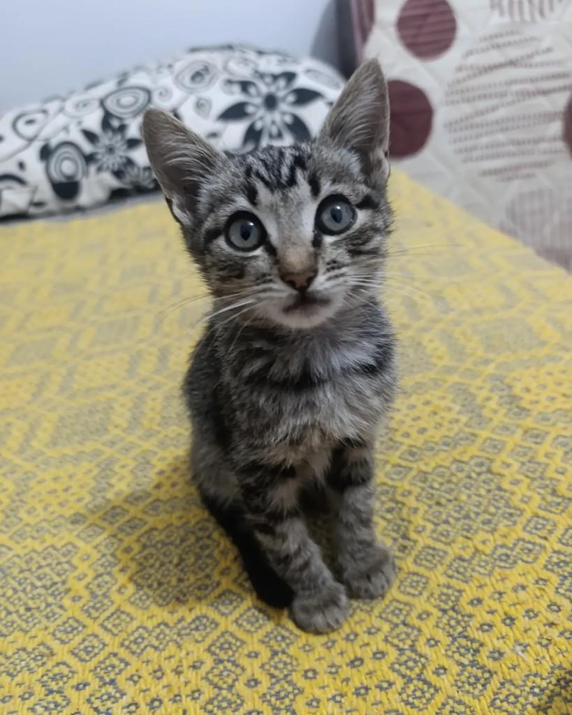 Ozzy Osbourne, gato de porte pequeno para adoção em Catalão - GO