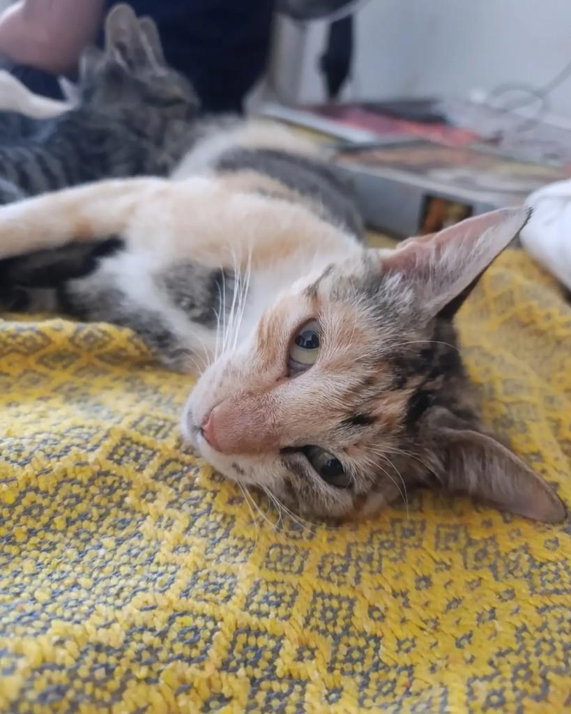 Naninha, gata de porte pequeno para adoção em Catalão - GO