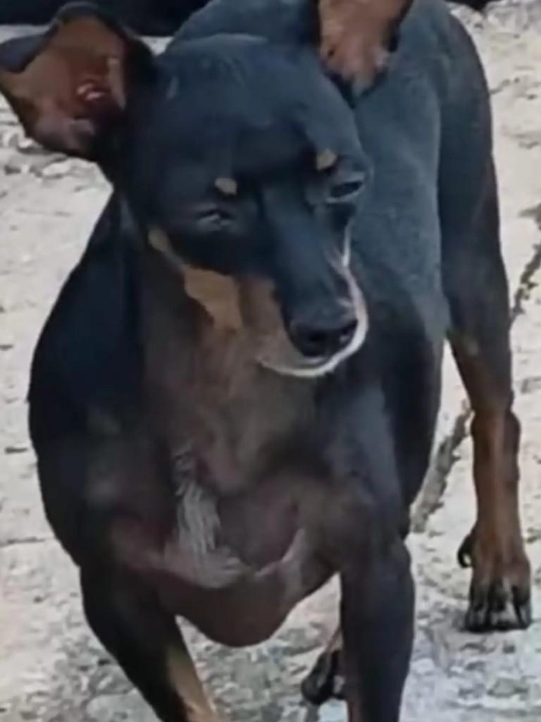 Pretinha, cachorro de porte pequeno para adoção em Catalão - GO