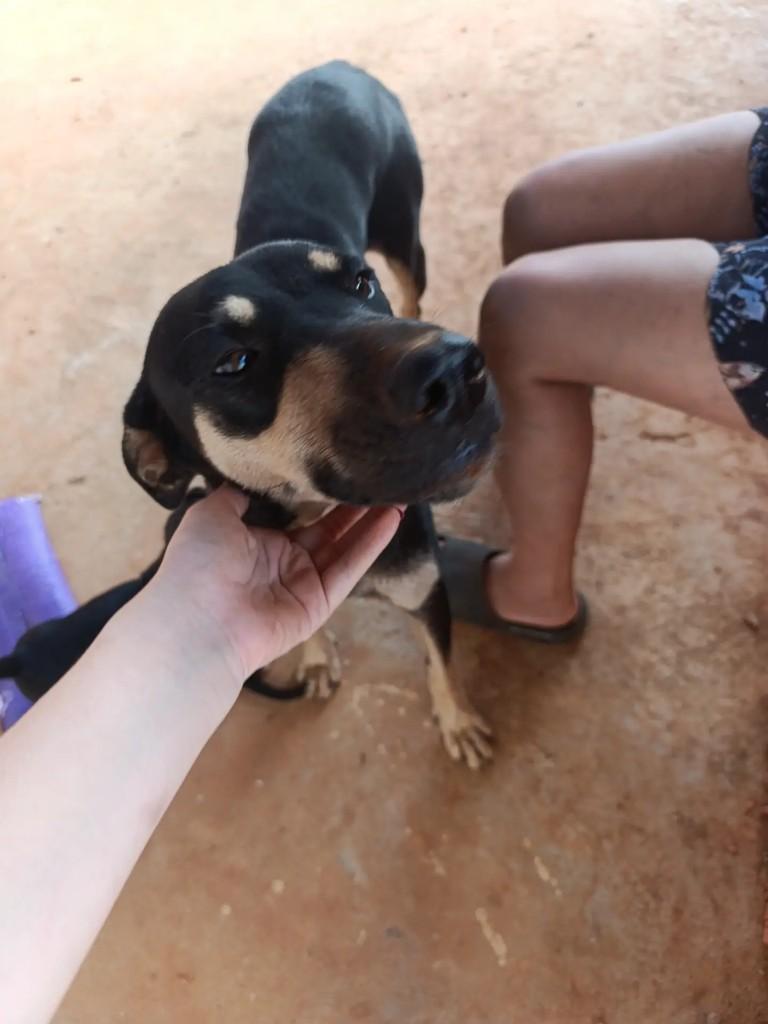 Broa, cadela de porte pequeno para adoção em Catalão - GO