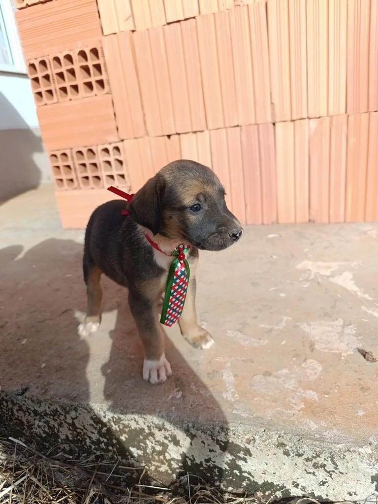 Paçoca, cachorro de porte grande para adoção em Catalão - GO