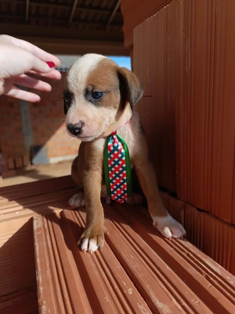 Pipoca, cachorro de porte grande para adoção em Catalão - GO