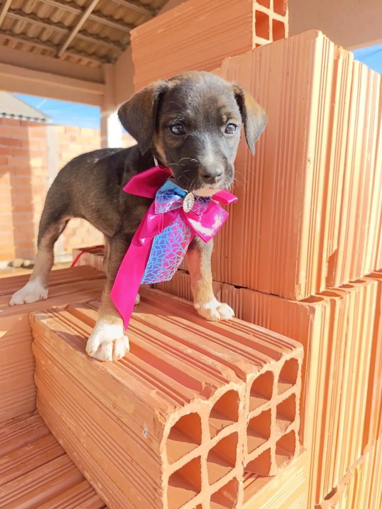 Chica Doida, cadela de porte médio para adoção em Catalão - GO