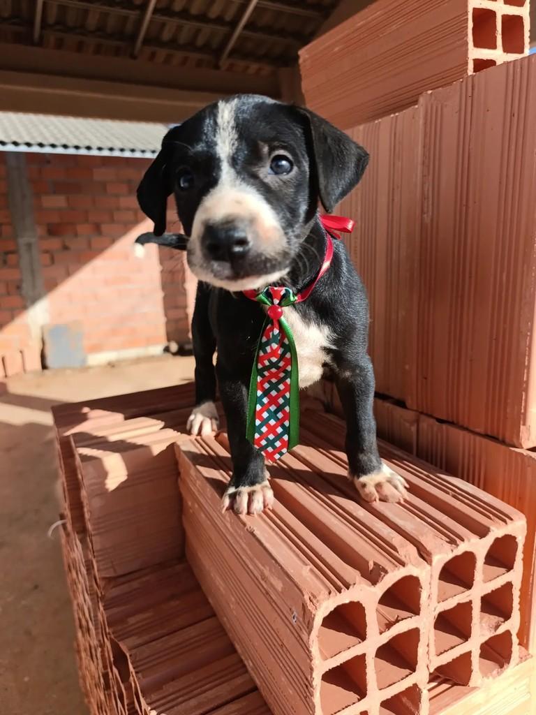Cuscuz, cachorro de porte médio para adoção em Catalão - GO