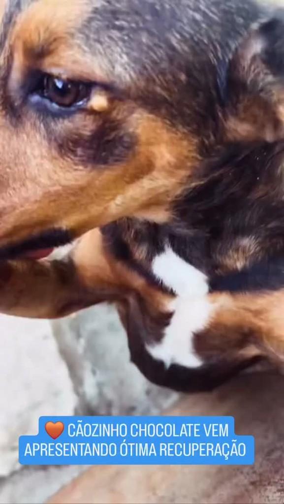 Chocolate, cachorro de porte médio para adoção em Três Ranchos - GO