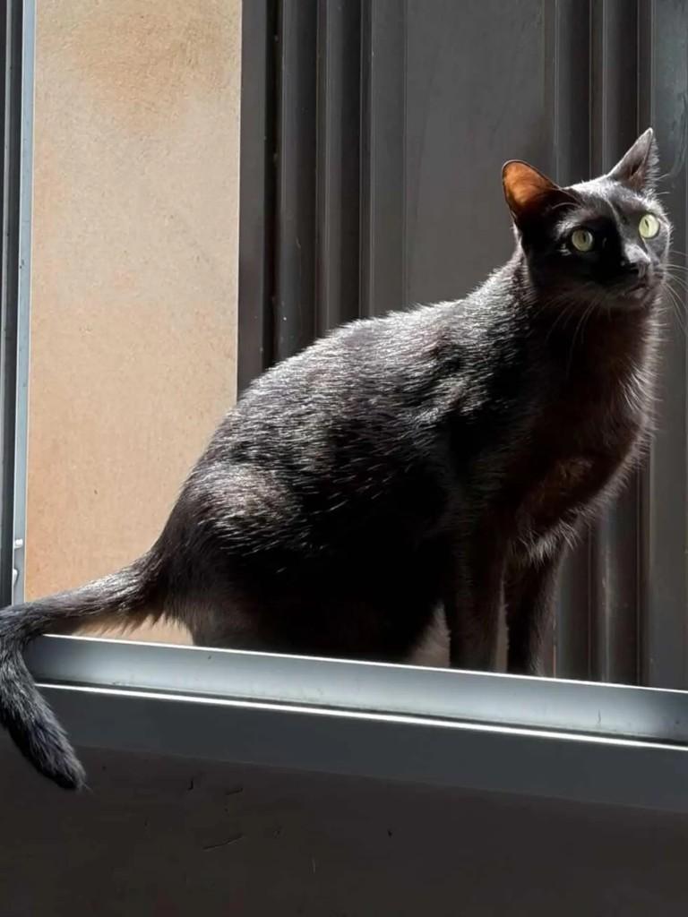 Abel, gato de porte médio para adoção em Catalão - GO