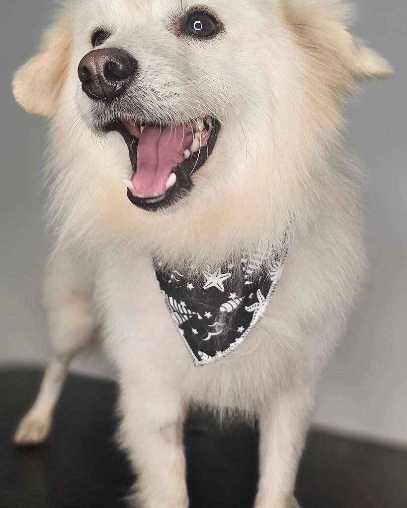 Bolt, cachorro de porte pequeno para adoção em Lagoa da Prata - MG