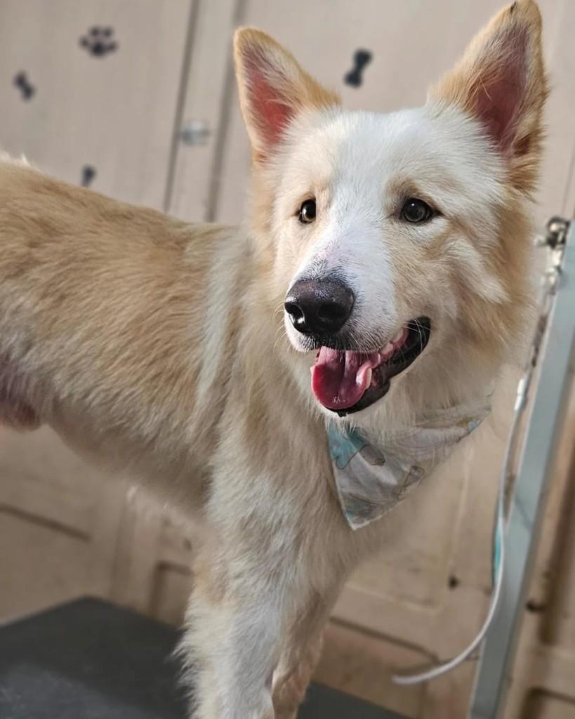 Belo, cachorro de porte grande para adoção em Lagoa da Prata - MG