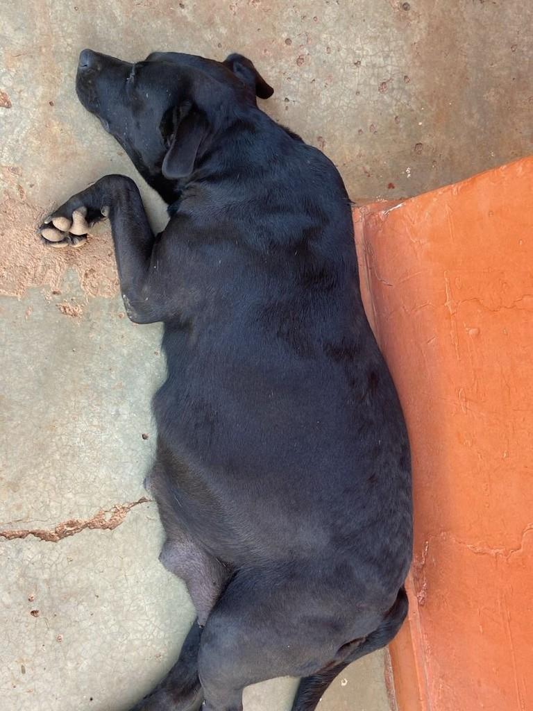 Susu, cadela de porte médio para adoção em Brasília - DF