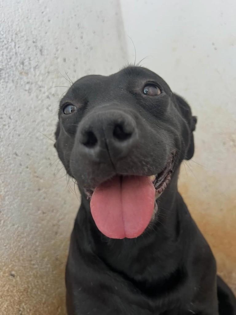 Susu, cadela de porte médio para adoção em Brasília - DF — foto 5 de 6