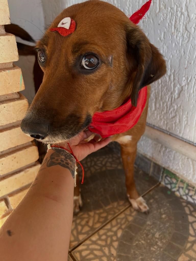 Jack, cachorro de porte médio para adoção em Brasília - DF